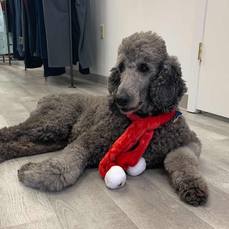 Wilburs Last Minute Gift Guide - Z Boutique